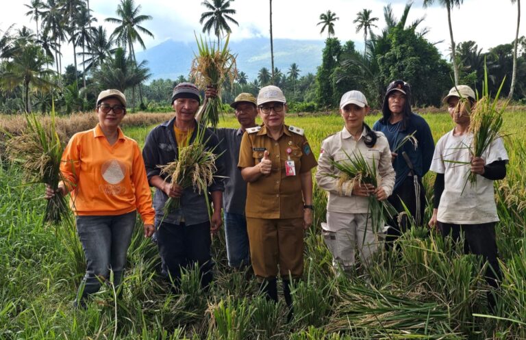 Pemkab Minut dan Kelompok Tani Panen Padi di Tatelu Rondor