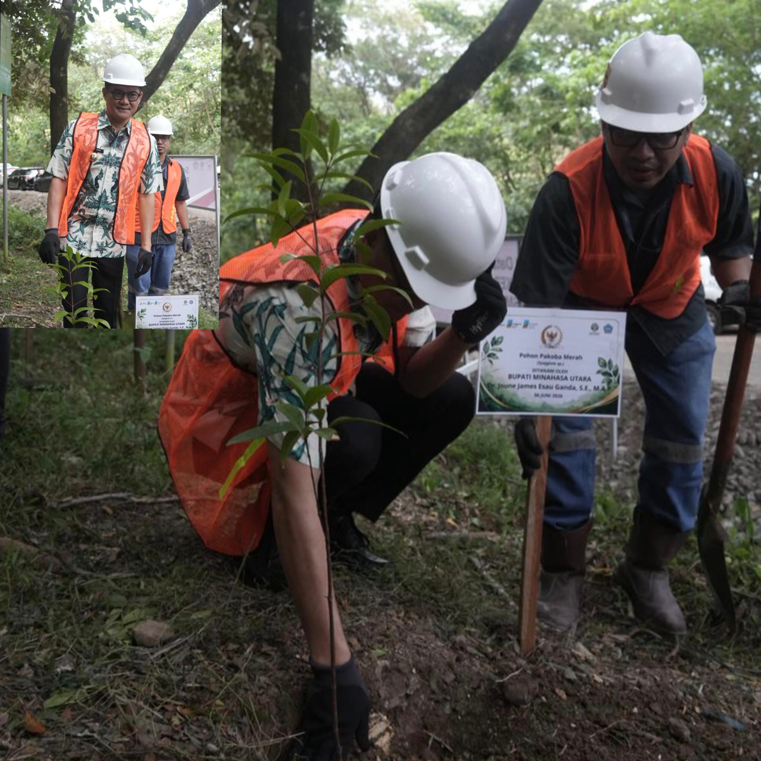 Bupati Joune Ganda Kembali Hijaukan Lahan Eks Galian Tambang PT. MSM di Likupang Timur